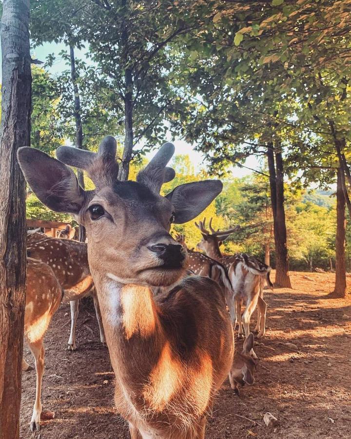 Timber Valley Plitvička Jezera エクステリア 写真